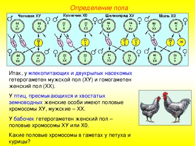 Определение пола Итак, у млекопитающих и двукрылых насекомых гетерогаметен мужской пол (ХУ) и гомогаметен женский пол (ХХ). У птиц, пресмыкающихся и хвостатых земноводных женские особи имеют половые хромосомы ХУ, мужские – ХХ. У бабочек гетерогаметен женский пол – половые хромосомы ХУ или Х0. Какие половые хромосомы в гаметах у петуха и курицы?  
