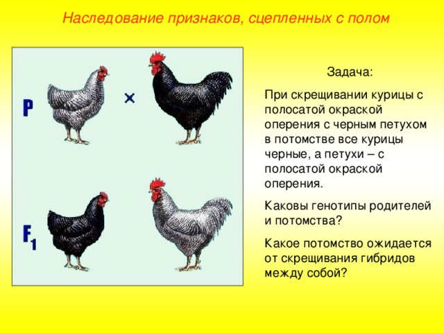 Наследование признаков, сцепленных с полом Задача: При скрещивании курицы с полосатой окраской оперения с черным петухом в потомстве все курицы черные, а петухи – с полосатой окраской оперения. Каковы генотипы родителей и потомства? Какое потомство ожидается от скрещивания гибридов между собой?  