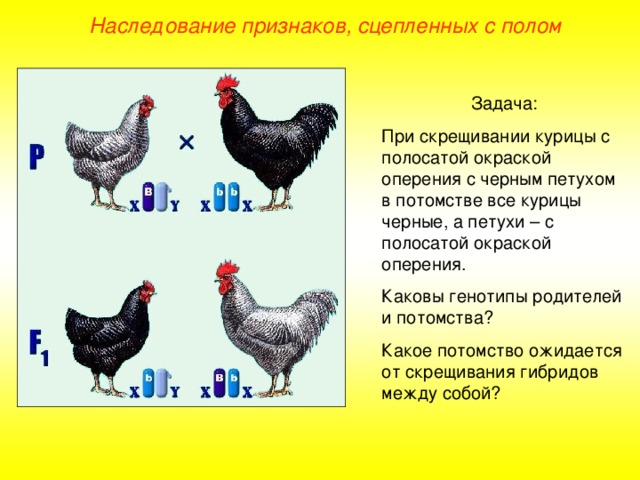 Наследование признаков, сцепленных с полом Задача: При скрещивании курицы с полосатой окраской оперения с черным петухом в потомстве все курицы черные, а петухи – с полосатой окраской оперения. Каковы генотипы родителей и потомства? Какое потомство ожидается от скрещивания гибридов между собой?  