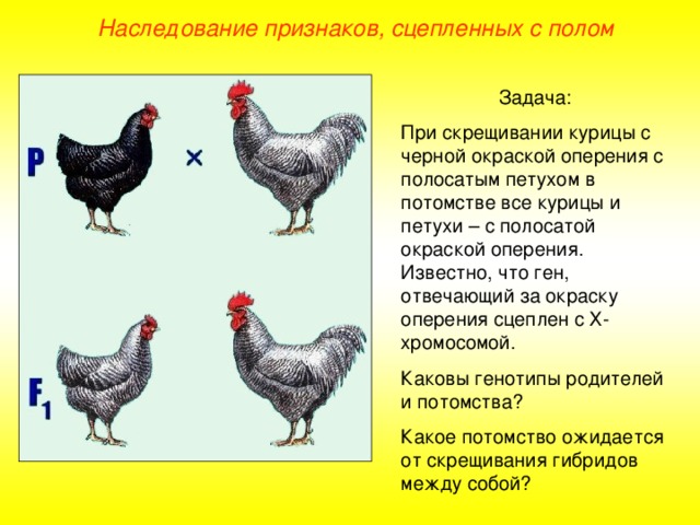Наследование признаков, сцепленных с полом Задача: При скрещивании курицы с черной окраской оперения с полосатым петухом в потомстве все курицы и петухи – с полосатой окраской оперения. Известно, что ген, отвечающий за окраску оперения сцеплен с Х-хромосомой. Каковы генотипы родителей и потомства? Какое потомство ожидается от скрещивания гибридов между собой?  