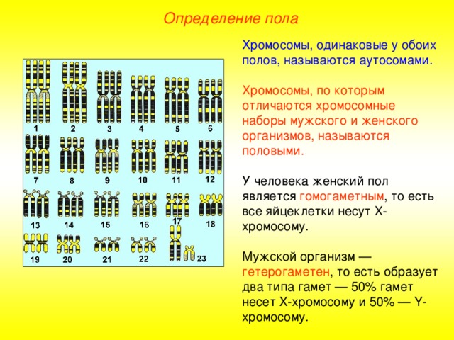 Определение пола Хромосомы, одинаковые у обоих полов, называются аутосомами. Хромосомы, по которым отличаются хромосомные наборы мужского и женского организмов, называются половыми. У человека женский пол является гомогаметным , то есть все яйцеклетки несут Х-хромосому. Мужской организм — гетерогаметен , то есть образует два типа гамет — 50% гамет несет Х-хромосому и 50% — Y -хромосому.  