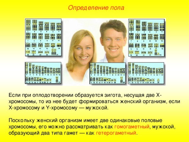 Определение пола Если при оплодотворении образуется зигота, несущая две Х-хромосомы, то из нее будет формироваться женский организм, если Х-хромосому и Y -хромосому — мужской. Поскольку женский организм имеет две одинаковые половые хромосомы, его можно рассматривать как гомогаметный , мужской, образующий два типа гамет — как гетерогаметный .  