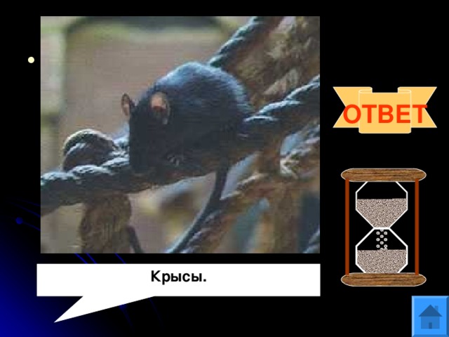 Вопрос 3 За 5 хвостов этих животных на острове Ява выдавали удостоверение личности, за 25-женили. Назовите этих «полезных» зверей. ОТВЕТ Крысы. 