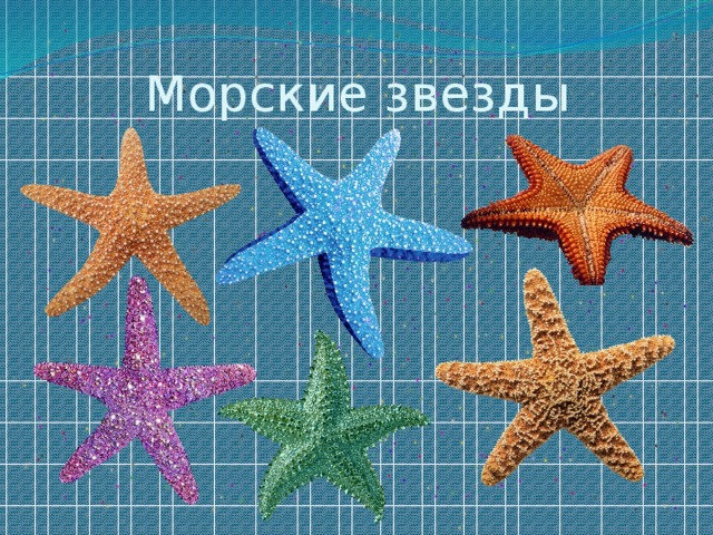 Морские звезды 