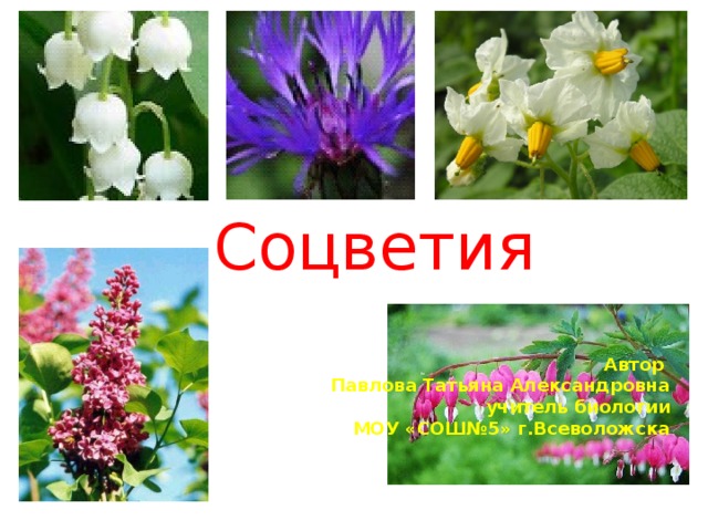  Соцветия Автор Павлова Татьяна Александровна учитель биологии МОУ «СОШ№5» г.Всеволожска 