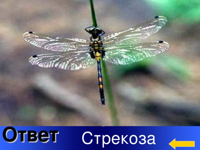 Вопрос Категория 4  за 200 О каком отряде насекомых идет речь? Насекомые имеют вытянутое тело. Ярко  окрашено. На голове имеют крупные глаза. Имеют 2 пары прозрачных и вытянутых крыльев. Хищники Личинка развивается в воде. Личинка имеет особый орган для охоты  МАСКУ Welcome to Power Jeopardy   © Don Link, Indian Creek School, 2004 You can easily customize this template to create your own Jeopardy game. Simply follow the step-by-step instructions that appear on Slides 1-3. Ответ Стрекоза 2 