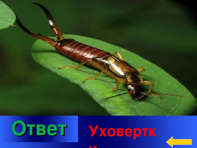  Вопрос Категория 4  за 500 О каком отряде насекомых идет речь?  Довольно распространенные насекомые. На конце тела имеется выросты. Эти выросты выполняют защитные и нападающие функции. Насекомые ведут скрытый образ жизни, откладывают яйца кучами в земляные ходы осенью и весной Welcome to Power Jeopardy   © Don Link, Indian Creek School, 2004 You can easily customize this template to create your own Jeopardy game. Simply follow the step-by-step instructions that appear on Slides 1-3. Ответ Уховертки 2 