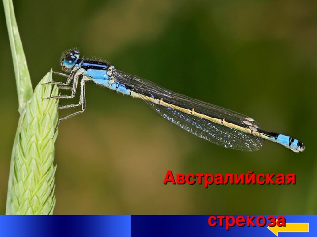  Вопрос Категория 5  за 300  Это австралийское насекомое  способно развивать скорость до 58 километров в час, что делает его самым быстролетающим насекомым в мире. Существует немало свидетельств, когда эти насекомые летели со скоростью около 100 километров в час, совершая более сотни махов крыльями в секунду Welcome to Power Jeopardy   © Don Link, Indian Creek School, 2004 You can easily customize this template to create your own Jeopardy game. Simply follow the step-by-step instructions that appear on Slides 1-3.  Ответ Австралийская стрекоза 2 