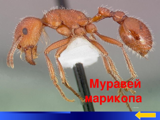  Вопрос Категория 5  за 400  Яд этих насекомых в 20 раз сильнее, чем яд медоносной пчелы, − около 10 укусов этих насекомых умертвляют серую крысу, весящую 2 килограмма. У человека укус вызывает сильную боль, которая не проходит на протяжении 4-х часов. Эти насекомые, обитающие в основном в США, имеют красновато-рыжий цвет и длину около одного сантиметра Муравей марикопа Welcome to Power Jeopardy   © Don Link, Indian Creek School, 2004 You can easily customize this template to create your own Jeopardy game. Simply follow the step-by-step instructions that appear on Slides 1-3. Ответ 2 