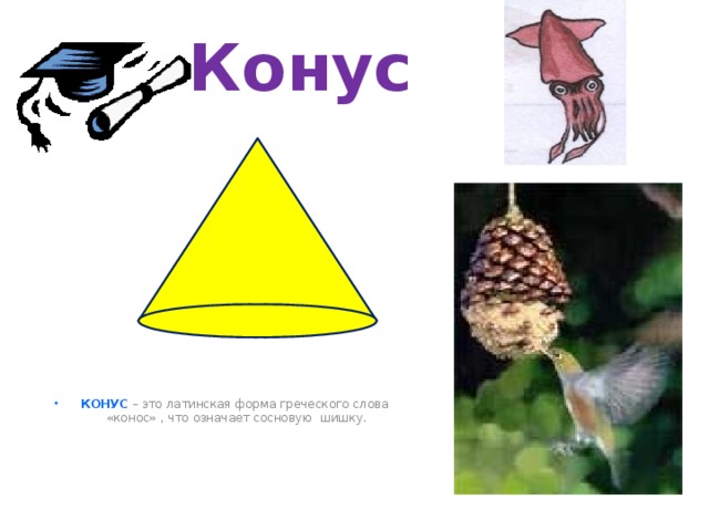 Конус КОНУС  – это латинская форма греческого слова «конос» , что означает сосновую шишку. 