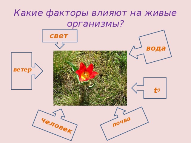 почва человек Какие факторы влияют на живые организмы? свет вода ветер  t 0 