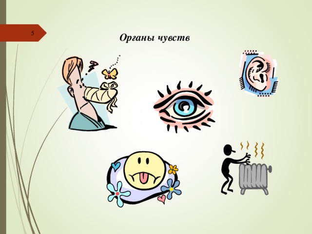  Органы чувств 
