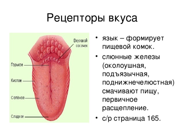 язык – формирует пищевой комок. слюнные железы (околоушная, подъязычная, поднижнечелюстная) смачивают пищу, первичное расщепление. с/р страница 165. 