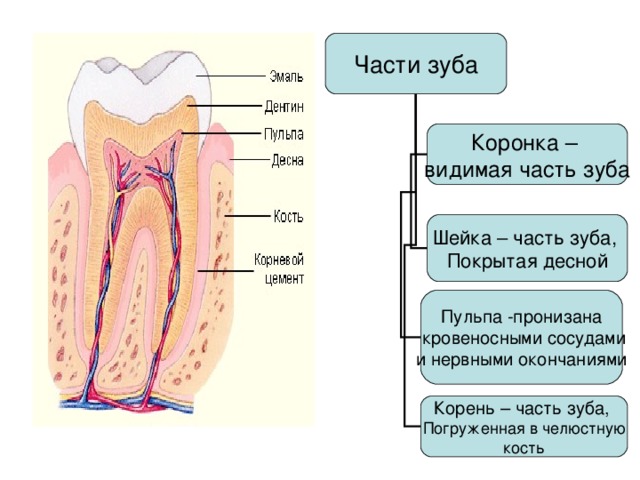 Части зуба Коронка – видимая часть зуба Шейка – часть зуба, Покрытая десной Пульпа -пронизана  кровеносными сосудами и нервными окончаниями Корень – часть зуба, 