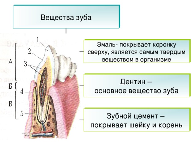 Вещества зуба Эмаль- покрывает коронку сверху, является самым твердым веществом в организме Дентин – основное вещество зуба Зубной цемент – покрывает шейку и корень 