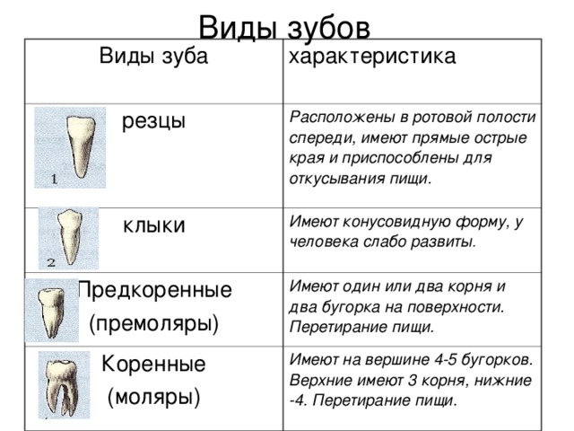 Виды зубов Виды зуба характеристика резцы Расположены в ротовой полости спереди, имеют прямые острые края и приспособлены для откусывания пищи. клыки Имеют конусовидную форму, у человека слабо развиты . Предкоренные (премоляры) Имеют один или два корня и два бугорка на поверхности. Перетирание пищи. Коренные (моляры) Имеют на вершине 4-5 бугорков. Верхние имеют 3 корня, нижние -4. Перетирание пищи. 