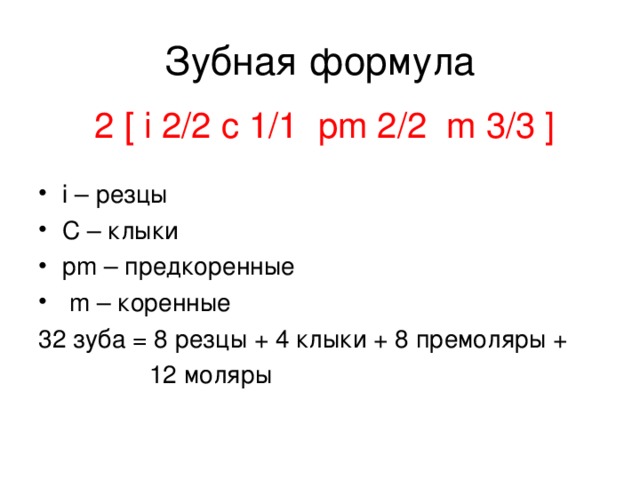 2 [  i  2 /2 c 1/1 pm 2/2 m 3/3 ] i – резцы C – клыки pm – предкоренные  m – коренные 32 зуба = 8 резцы + 4 клыки + 8 премоляры +  12 моляры 