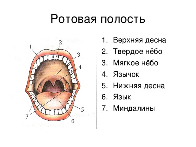 Верхняя десна Твердое н ë бо Мягкое н ë бо Язычок Нижняя десна Язык Миндалины 
