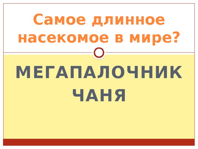 Самое длинное насекомое в мире? Мегапалочник Чаня 