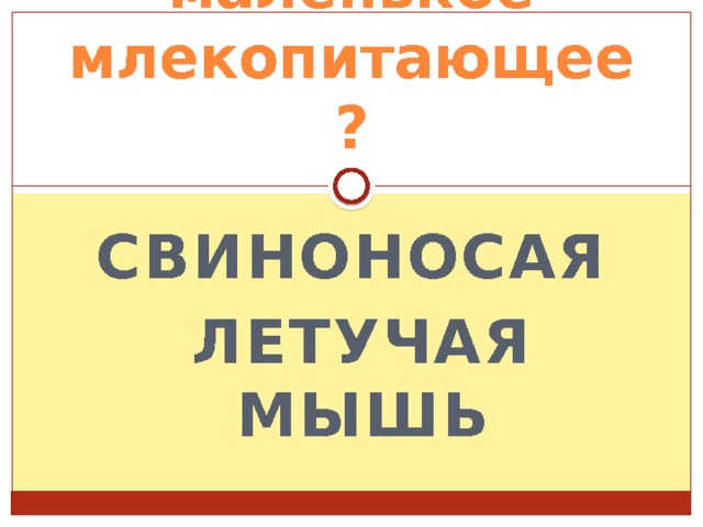 самое маленькое млекопитающее? свиноносая летучая мышь 