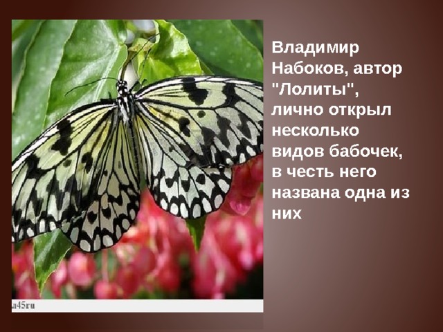 Владимир Набоков, автор 