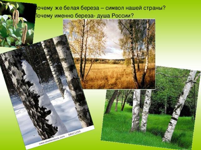 Почему же белая береза – символ нашей страны? Почему именно береза- душа России? 