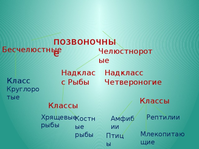  позвоночные Бесчелюстные Челюстноротые Надкласс Рыбы Надкласс Четвероногие Класс Круглоротые  Классы  Классы Хрящевые Рептилии рыбы Костные рыбы Амфибии Млекопитающие Птицы 