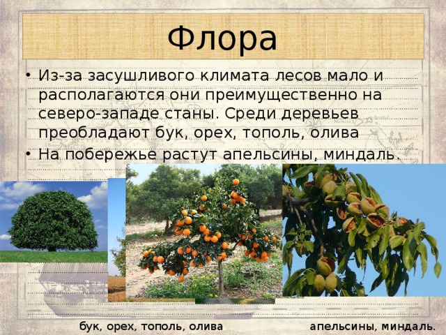 Флора Из-за засушливого климата лесов мало и располагаются они преимущественно на северо-западе станы. Среди деревьев преобладают бук, орех, тополь, олива На побережье растут апельсины, миндаль . бук, орех, тополь, олива апельсины, миндаль . 