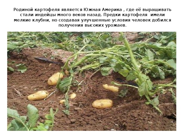 Родиной картофеля является Южная Америка , где её выращивать стали индейцы много веков назад. Предки картофеля имели мелкие клубни, но создавая улучшенные условия человек добился получения высоких урожаев. 