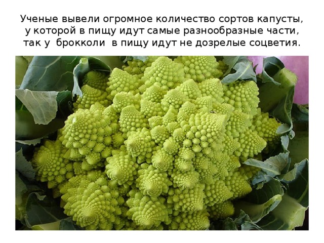 Ученые вывели огромное количество сортов капусты, у которой в пищу идут самые разнообразные части, так у брокколи в пищу идут не дозрелые соцветия. 