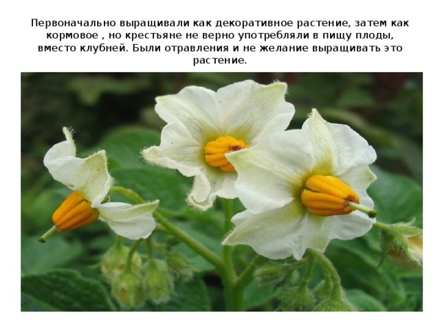 Первоначально выращивали как декоративное растение, затем как кормовое , но крестьяне не верно употребляли в пищу плоды, вместо клубней. Были отравления и не желание выращивать это растение. 