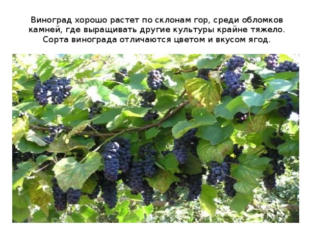 Виноград хорошо растет по склонам гор, среди обломков камней, где выращивать другие культуры крайне тяжело. Сорта винограда отличаются цветом и вкусом ягод. 