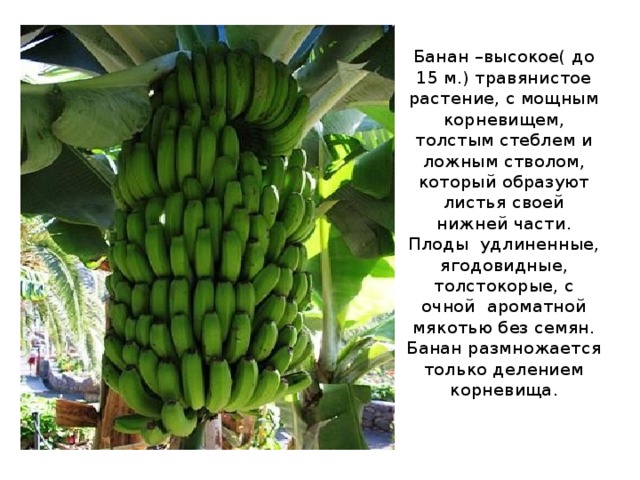 Банан –высокое( до 15 м.) травянистое растение, с мощным корневищем, толстым стеблем и ложным стволом, который образуют листья своей нижней части. Плоды удлиненные, ягодовидные, толстокорые, с очной ароматной мякотью без семян. Банан размножается только делением корневища. 