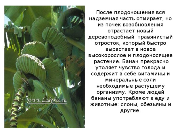 После плодоношения вся надземная часть отмирает, но из почек возобновления отрастает новый деревоподобный травянистый отросток, который быстро вырастает в новое высокорослое и плодоносящее растение. Банан прекрасно утоляет чувство голода и содержит в себе витамины и минеральные соли необходимые растущему организму. Кроме людей бананы употребляют в еду и животные: слоны, обезьяны и другие. 