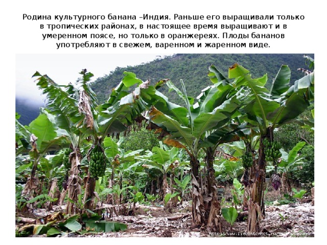 Родина культурного банана –Индия. Раньше его выращивали только в тропических районах, в настоящее время выращивают и в умеренном поясе, но только в оранжереях. Плоды бананов употребляют в свежем, варенном и жаренном виде. 