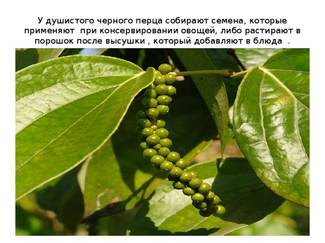 У душистого черного перца собирают семена, которые применяют при консервировании овощей, либо растирают в порошок после высушки , который добавляют в блюда . 
