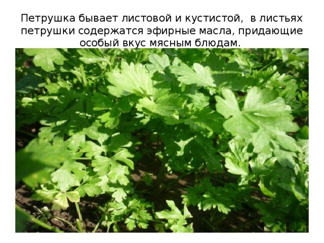 Петрушка бывает листовой и кустистой, в листьях петрушки содержатся эфирные масла, придающие особый вкус мясным блюдам. 