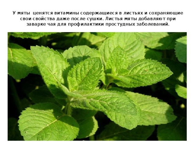 У мяты ценятся витамины содержащиеся в листьях и сохраняющие свои свойства даже после сушки. Листья мяты добавляют при заварке чая для профилактики простудных заболеваний. 