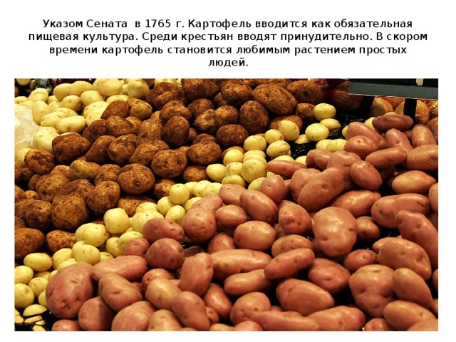 Указом Сената в 1765 г. Картофель вводится как обязательная пищевая культура. Среди крестьян вводят принудительно. В скором времени картофель становится любимым растением простых людей. 