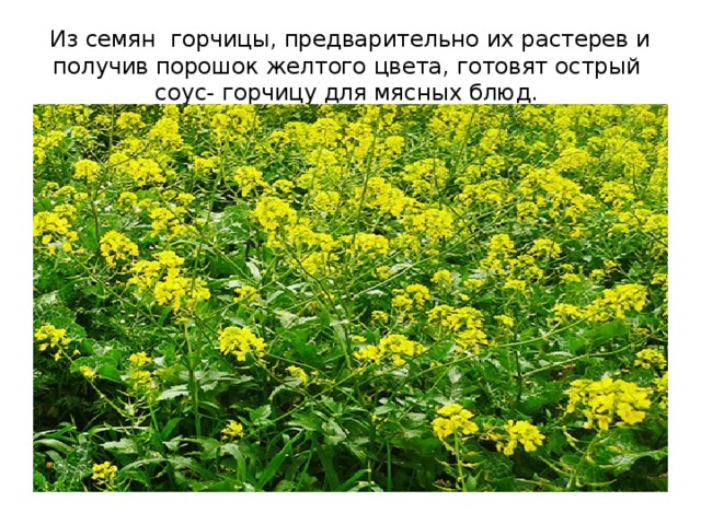 Из семян горчицы, предварительно их растерев и получив порошок желтого цвета, готовят острый соус- горчицу для мясных блюд. 