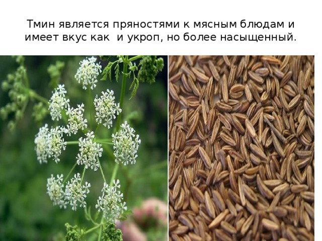 Тмин является пряностями к мясным блюдам и имеет вкус как и укроп, но более насыщенный. 