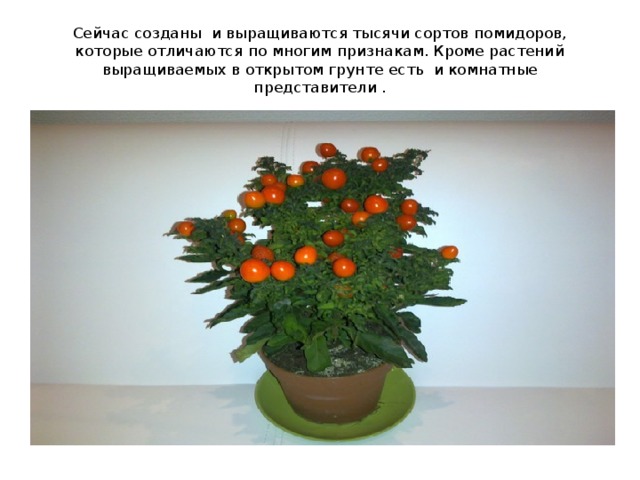 Сейчас созданы и выращиваются тысячи сортов помидоров, которые отличаются по многим признакам. Кроме растений выращиваемых в открытом грунте есть и комнатные представители . 