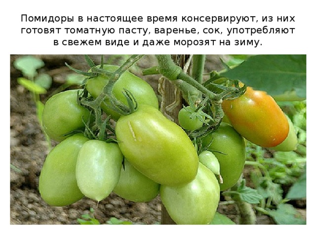 Помидоры в настоящее время консервируют, из них готовят томатную пасту, варенье, сок, употребляют в свежем виде и даже морозят на зиму. 