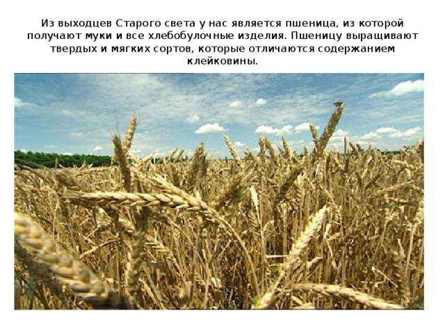 Из выходцев Старого света у нас является пшеница, из которой получают муки и все хлебобулочные изделия. Пшеницу выращивают твердых и мягких сортов, которые отличаются содержанием клейковины. 
