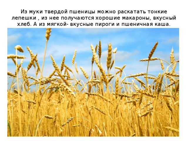 Из муки твердой пшеницы можно раскатать тонкие лепешки , из нее получаются хорошие макароны, вкусный хлеб. А из мягкой- вкусные пироги и пшеничная каша. 