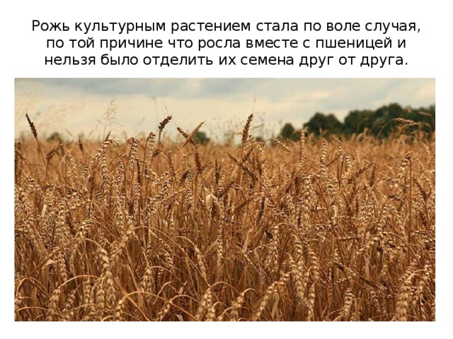 Рожь культурным растением стала по воле случая, по той причине что росла вместе с пшеницей и нельзя было отделить их семена друг от друга. 