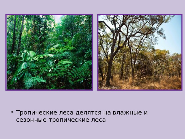 Тропические леса делятся на влажные и сезонные тропические леса 