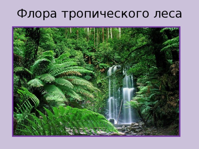 Флора тропического леса 