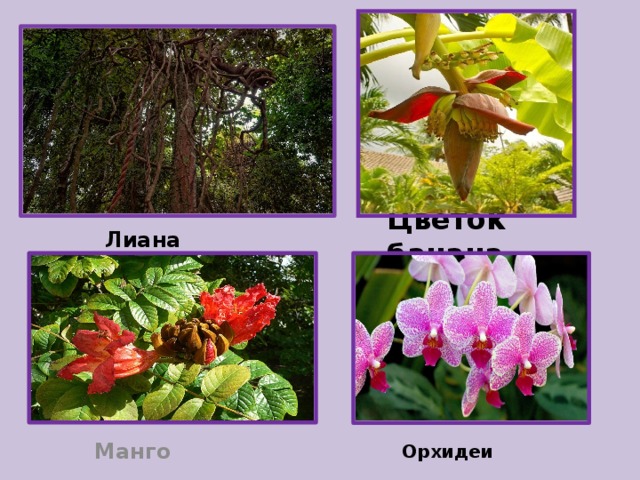 Лиана Цветок банана Манго Орхидеи 