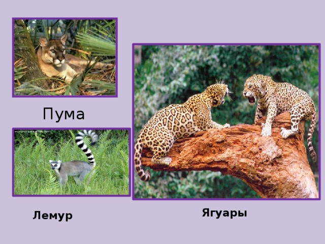 Пума Ягуары Лемур 